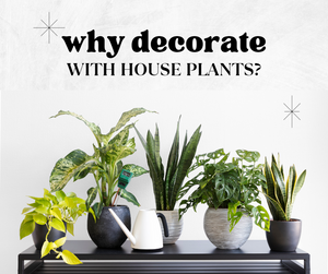 Why Decorate with House Plants?
